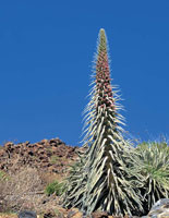 En el l�mite norte del tr�pico de C�ncer -zona subtropical-, en la alta monta�a de las Canarias, Tenerife, se presentan algunas formaciones vegetales con rosetas, similares a las de monta�a tropical. Roseta gigante de tajinaste, Echium wildpretii.