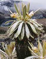 Nevada reciente en la Laguna Verde, Parque Nacional Natural de los Nevados.