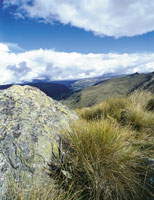 Detalle de una macolla, componente importante del pajonal paramuno.