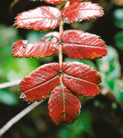 Una de las primeras especies colonizadoras de la zonas paramunas, el coloradito, Polylepis, form� en el pasado extensos bosques en el l�mite inferior del p�ramo, que sirvieron de zona de preadaptaci�n para la fauna.