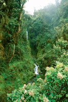 Aspecto de la selva nublada en el l�mite superior del bosque que est� en contacto con el subp�ramo. Algunas rosetas de frailej�n y de helechos arborescentes se entremezclan con los �rboles.