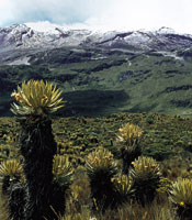 Paisaje actual del p�ramo, donde las restricciones f�sicas fueron atenuadas hace 10.000 a�os por un clima moderado, lo cual permiti� el desarrollo de una gran biodiversidad y la interacci�n entre plantas y otros organismos.