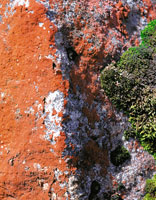 Los organismos colonizadores sobre rocas, como l�quenes y musgos, forman un suelo incipiente que posteriormente, mediante un largo proceso de sucesi�n vegetal, ser� ocupado por pastos y frailejones.