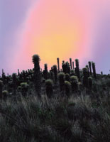 Atardecer en los p�ramos cercanos a la laguna del Ot�n.