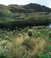 Laguna de origen glaciar en el santuario de flora y fauna de Iguaque, Boyac�.