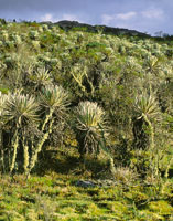 En los p�ramos colombianos se alternan momentos de mucha radiaci�n solar con otros muy nublados.