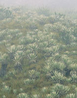  En los p�ramos colombianos se alternan momentos de mucha radiaci�n solar con otros muy nublados 