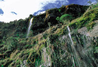Cascada en el p�ramo de Chingaza, con profusi�n de musgos y hep�ticas que cubren el talud.