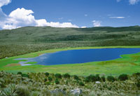 Laguna en la regi�n de Sumapaz, en proceso natural de sedimentaci�n debido al crecimiento c�clico o estacional de plantas flotantes.
