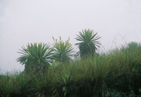 Pajonal frailejonal cubierto por la neblina en el p�ramo de Chingaza.