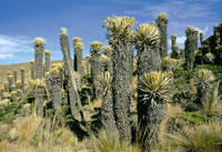 Pajonal frailejonal en la cordillera Central, con frailejones de Espeletia hartwegiana con m�s de 5 metros.