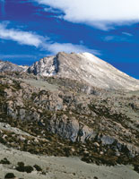 Comunidades vegetales de cola de pavo, Loricaria colombiana, en escarpes rocosos de origen volc�nico en el superp�ramo del volc�n Nevado del Ruiz.