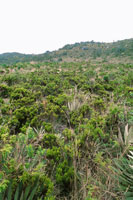 Matorral frailejonal, en el subp�ramo de Cruz Verde.