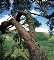 En el contacto del l�mite superior del bosque altoandino con el p�ramo, los �rboles adquieren formas retorcidas y achaparradas, probablemente a causa de deficiencias nutricionales del suelo o del rigor del clima, entre otros factores.