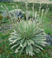 Frailej�n plateado, Espeletia argentea, una roseta s�sil que forma poblaciones densas y homog�neas en p�ramos muy intervenidos, es una de las especies m�s frecuentes en el p�ramo bajo.