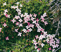 En el p�ramo bajo hay una gran diversidad de arbustos de h�bito rasante y hojas diminutas y suculentas. Arcytophyllum muticum, que forma un tapete suave.