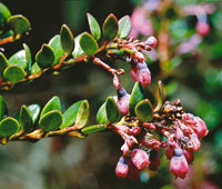 El agraz, Vaccinium floribundum, de hojas muy r�gidas.