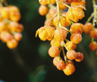 El u�egato, Berberis, es uno de los pocos arbustos espinosos en el p�ramo.