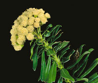 La familia de las compuestas se destaca por sus densas florescencias y constituye una de las m�s abundantes del p�ramo.