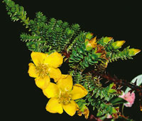 El cargarroc�o, Hypericum goyanesii tiene hojas reducidas con capacidad de captar las gotas de roc�o.