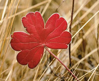 Hoja de un geranio silvestre entre el pajonal.