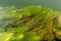 Macr�fitas acu�ticas sumergidas en la laguna de Chingaza.