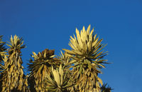 El p�ramo constituye un ecosistema reciente cuya alta diversidad de fauna y flora, nos reserva todav�a ense�anzas insospechadas acerca de los recursos gen�ticos, de las plantas medicinales, de las estrategias de supervivencia y, ante todo, nos hace consci