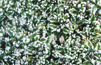 Planta en coj�n despu�s de una helada.