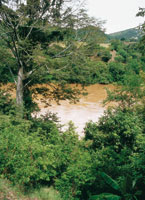 El r�o Magdalena antes de llegar a los r�pidos de Honda.