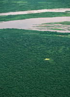 Las densas selvas basales del Carare-Op�n, son los �ltimos relictos de la vegetaci�n que encontraron los espa�oles al llegar a esta regi�n.