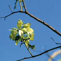 Los bosques secos tropicales pierden sus hojas en la temporada de verano.