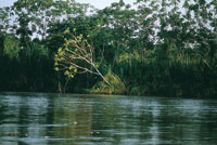 La selva h�meda tropical es un ambiente natural  de gran biodiversidad; en ella se desarrollan �rboles que pueden crecer sobre suelos muy variados. Selvas magdalenenses derca de Barrancabermeja.