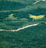La selva h�meda tropical es un ambiente natural  de gran biodiversidad; en ella se desarrollan �rboles que pueden crecer sobre suelos muy variados. Selvas magdalenenses derca de Barrancabermeja.