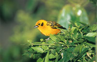 T�ngara dorada, Tangara arthus, ave com�n en los bosques h�medos de los Andes occidentales.
