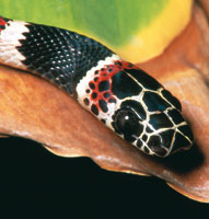 Coral falsa, Rhinobothryum bovallii.