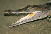 Caim�n agujo. Se encuentra en las zonas bajas del valle del Magdalena Medio.