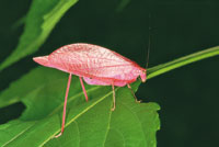 Grillo rosado hembra.