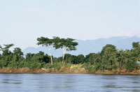 En las zonas planas y onduladas de la llanura del valle del Magdalena, cerca de Barrancabermeja, la vegetaci�n natural se entremezcla con la ganader�a intensiva y los cultivos a gran escala.