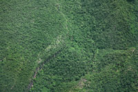 En las zonas planas y onduladas de la llanura del valle del Magdalena, cerca de Barrancabermeja, la vegetaci�n natural se entremezcla con la ganader�a intensiva y los cultivos a gran escala.