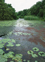 Vegetaci�n flotante en un manglar de la Ci�naga Grande de Santa Marta.
