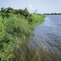 Vegetaci�n hidr�fila a orillas del r�o Magdalena.