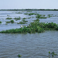 Vegetaci�n flotante arrastrada por las aguas del Bajo Magdalena.