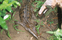 Los cocodrilos se diferencian de los caimanes en que aquellos tienen el hocico m�s largo y el cuarto diente de la mand�bula interior sobresale cuando cierra las fauces.