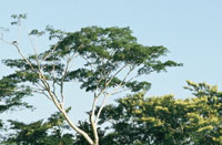 Las aguas del Bajo Magdalena crean en las orillas ambientes propicios para el desarrollo de una vegetaci�n variada; en las zonas m�s alejadas pueden crecer �rboles como el caracol� y el carreto, entre otros.