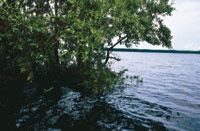 Las aguas del Bajo Magdalena crean en las orillas ambientes propicios para el desarrollo de una vegetaci�n variada; en las zonas m�s alejadas pueden crecer �rboles como el caracol� y el carreto, entre otros.