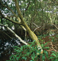 Entre las funciones m�s importantes que desempe�an los manglares, se pueden mencionar el mantenimiento de la biodiversidad, la captaci�n de sedimentos, la filtraci�n del agua y la amortiguaci�n de inundaciones.