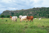 Las actividades ganaderas y el cultivo del caf�, han sido  fuentes de riqueza en el Alto Magdalena.