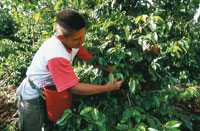 Las actividades ganaderas y el cultivo del caf�, han sido  fuentes de riqueza en el Alto Magdalena.
