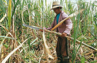 Cultivos como el de la ca�a se han ido tecnificando, como respuesta a la nueva tendencia de una producci�n m�s amigable con el medio ambiente.