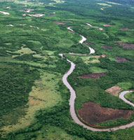 La tala de las selvas basales, adem�s de desestabilizar los suelos ribere�os, ha disminuido la biodiversidad de los ecosistemas del Magdalena Medio.